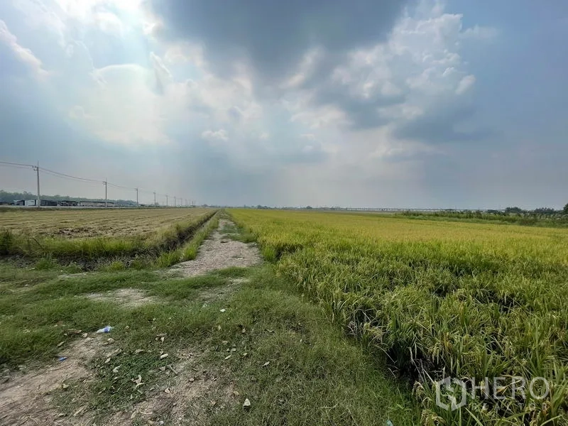 Land for sale in Lam Luk Ka, Pathum Thani - Wide view of flat farmland in Lam Luk Ka with a grassy track, rice fields, power poles and a cloudy sky.