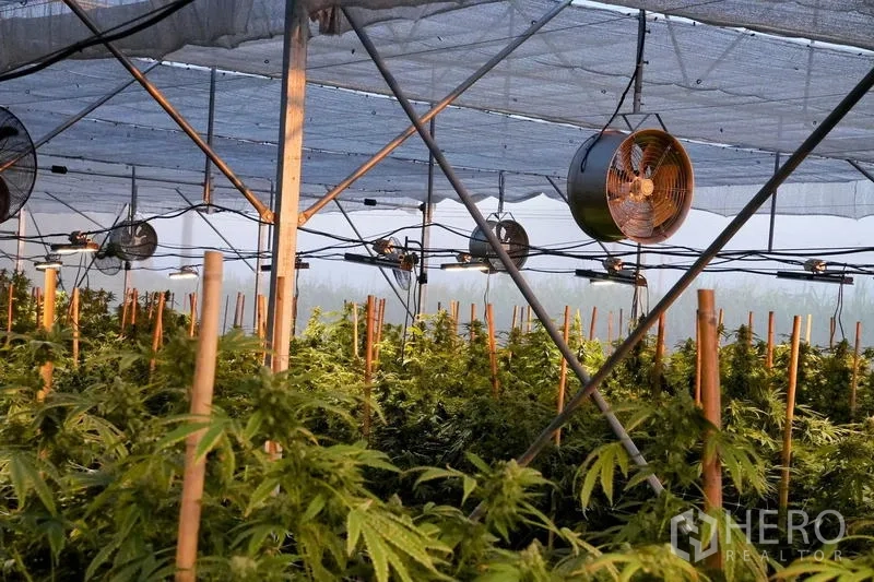 ที่ดิน ให้เช่าในNakhon Pathom - มุมใกล้ของโรงเรือนมีสแลนกันแดด พัดลมแขวน และต้นกัญชาที่ค้ำค้ำไม้