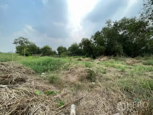 ที่ดิน ขายในLam Luk Ka, Pathum Thani - มุมมองภายในแปลง ปกคลุมด้วยหญ้าและต้นไม้ ใต้ท้องฟ้ามีเมฆ