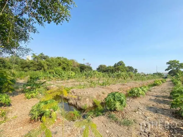 Land for sale in Bang Khae, Bangkok - Agricultural rows with a small irrigation ditch and young plants across the site.