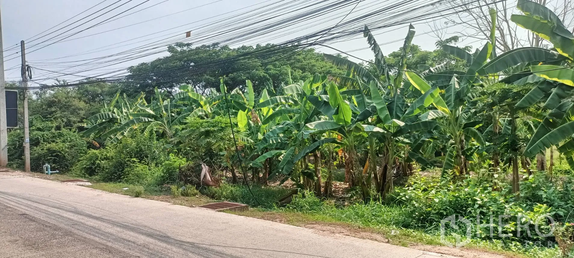 Land for sale in Mueang Nakhon Ratchasima, Nakhon Ratchasima - Frontage view of banana plantation along a quiet street with overhead power lines in Korat.