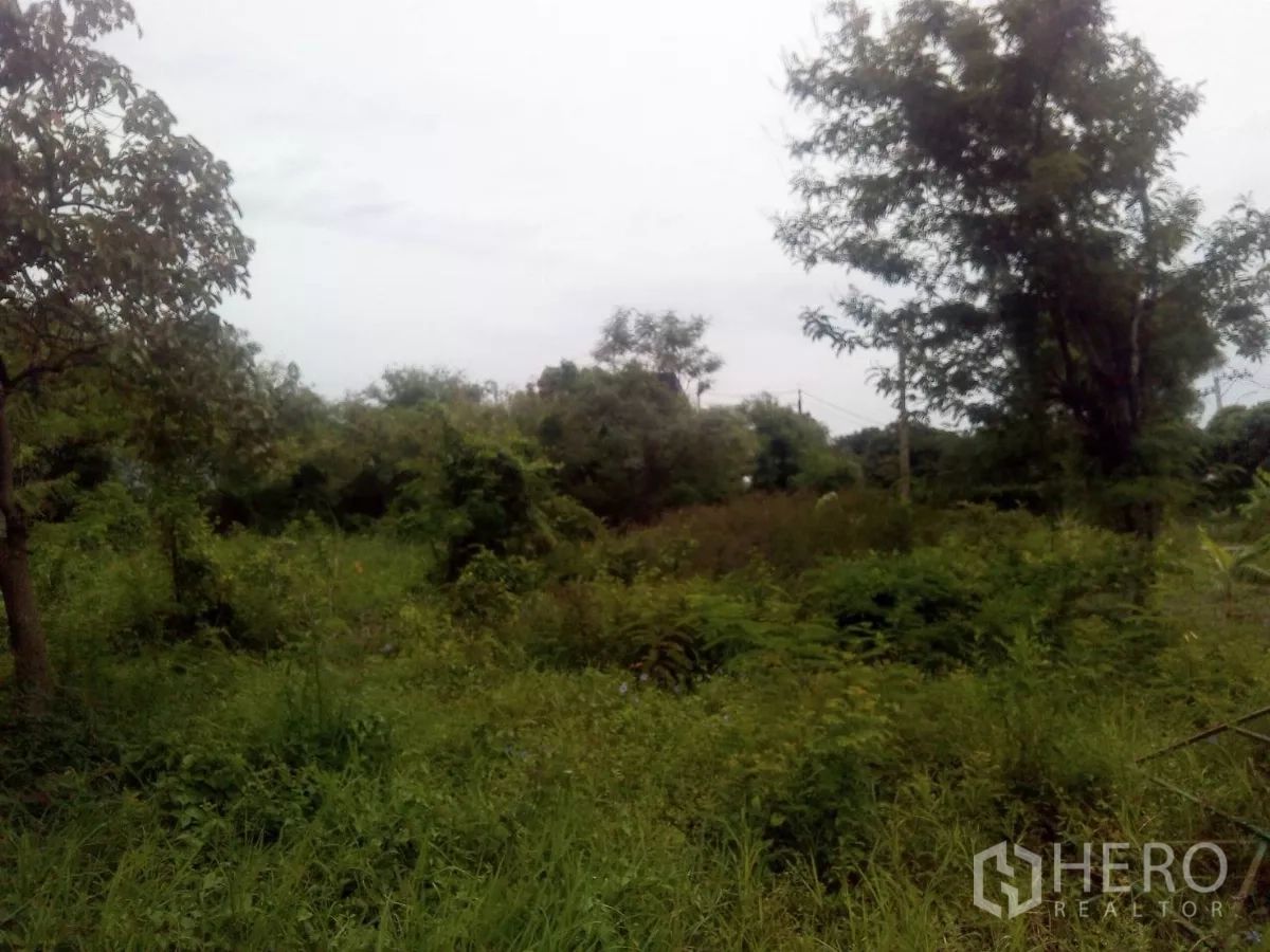 ที่ดิน ขายในKhlong Sam Wa, Bangkok - วิวระดับพื้นของที่ดินรกครึ้ม มีต้นไม้ พุ่มไม้ และหญ้าขึ้นหนาแน่น