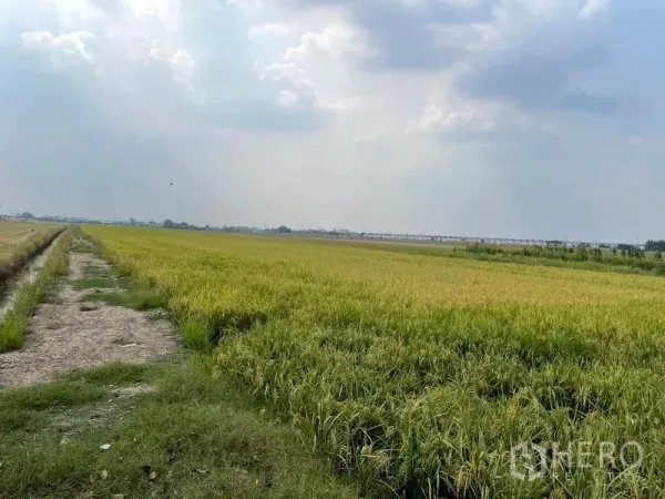 Land for sale in Pathum Thani - Paddy field with an earthen path and irrigation canal under a cloudy sky.