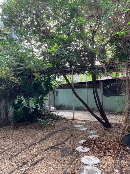 Detached House for rent in Khlong Toei, Bangkok - Shaded backyard with gravel ground, stepping-stone path and mature greenery.