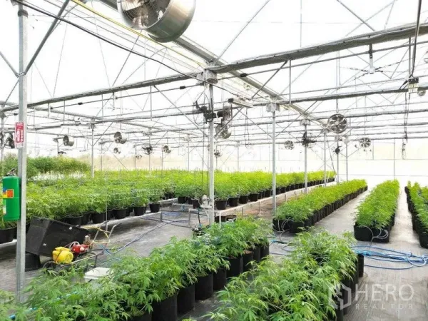 ที่ดิน ให้เช่าในNakhon Pathom - ทางเดินในโรงเรือน เห็นระบบสายน้ำ พัดลมหมุนเวียนอากาศ และแถวต้นกัญชาที่เติบโตหนาแน่น