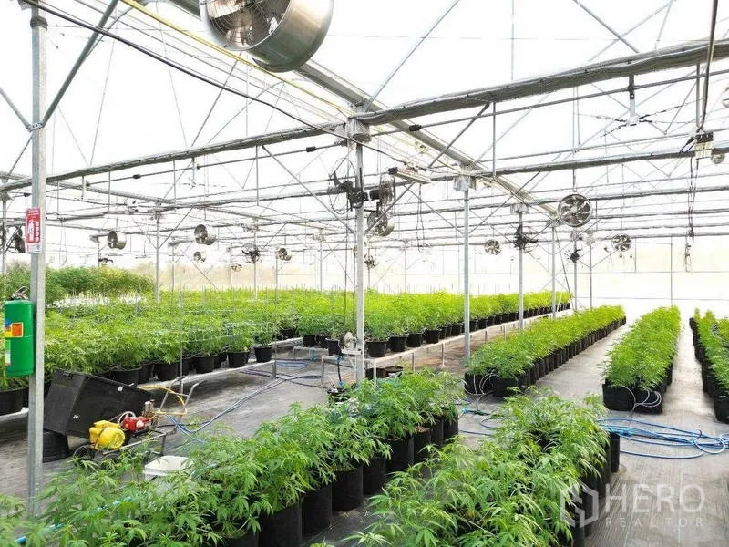 ที่ดิน ให้เช่าในNakhon Pathom - ทางเดินในโรงเรือน เห็นระบบสายน้ำ พัดลมหมุนเวียนอากาศ และแถวต้นกัญชาที่เติบโตหนาแน่น