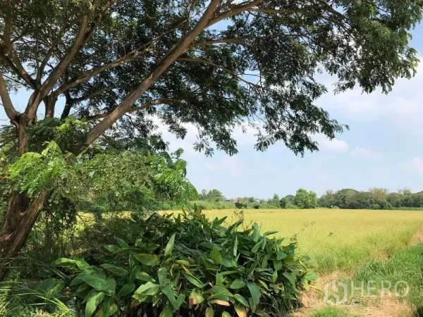 Land for sale in Lam Luk Ka, Pathum Thani - Shaded tree and lush foliage overlooking expansive golden rice fields in Pathum Thani countryside.