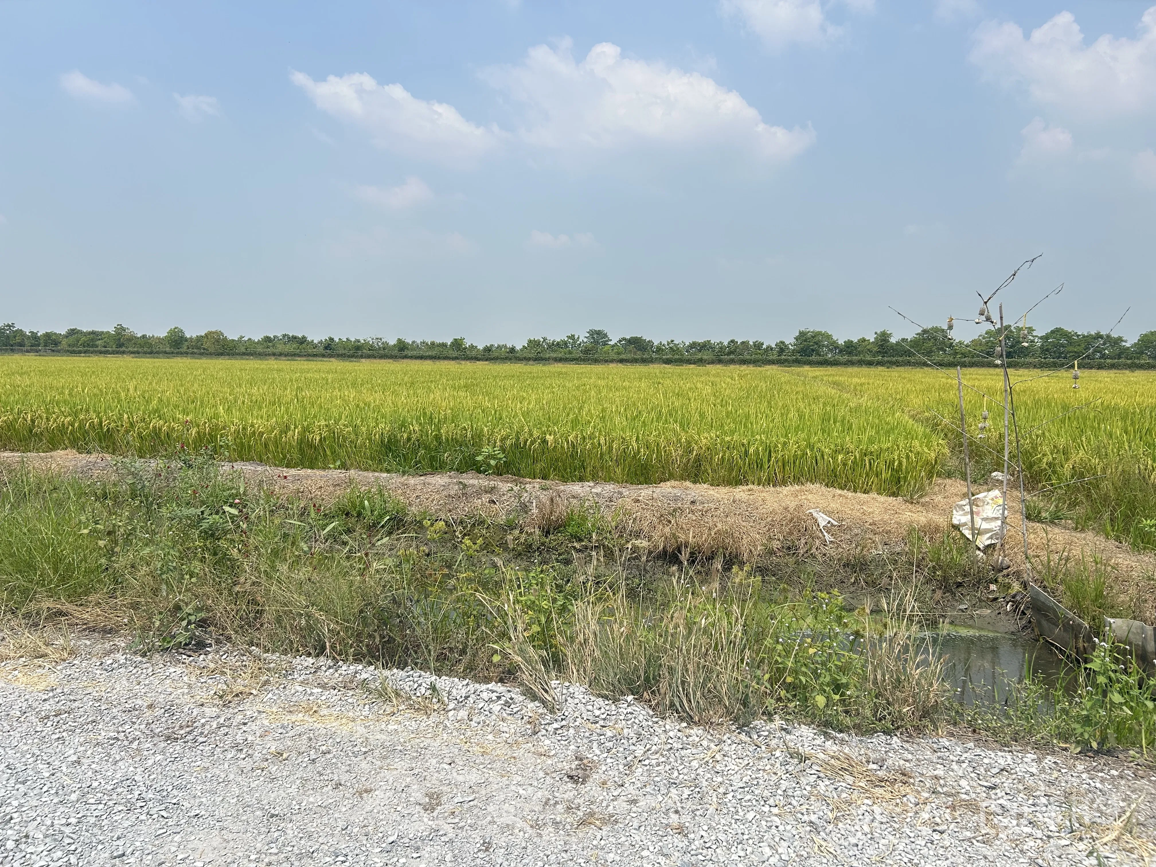 土地 for sale in Sai Noi, Nonthaburi - 从路边望向耕作田地，旁有一条小型灌溉沟。