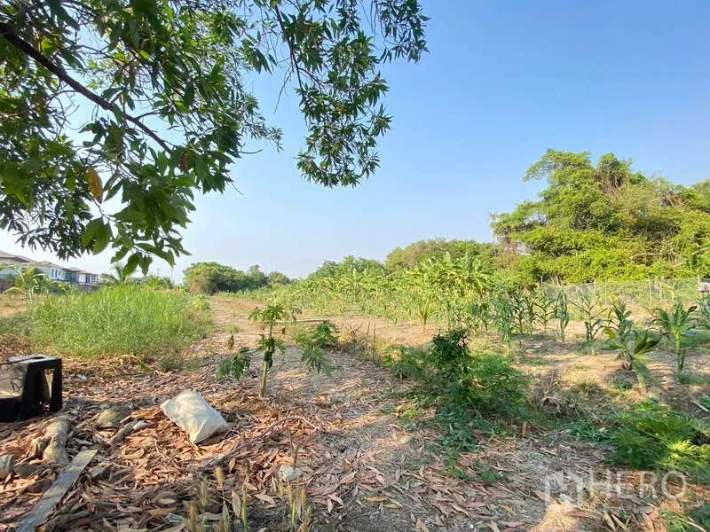 Land for sale in Bang Khae, Bangkok - Open field section with saplings and mature trees providing natural shade.