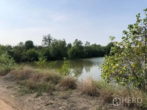 Land for sale in Samut Songkhram - Large Amphawa land plot with natural pond and dense trees along the shoreline under a clear sky.