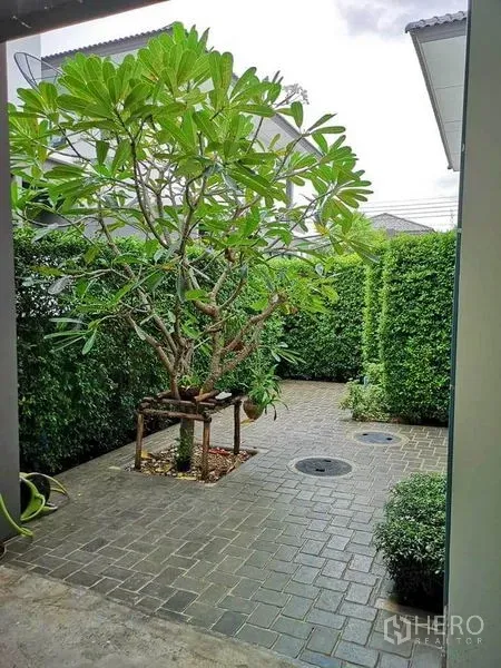 Detached House for sale in Bang Phli, Samut Prakan - Paved backyard courtyard with a frangipani tree and tall green hedges for privacy