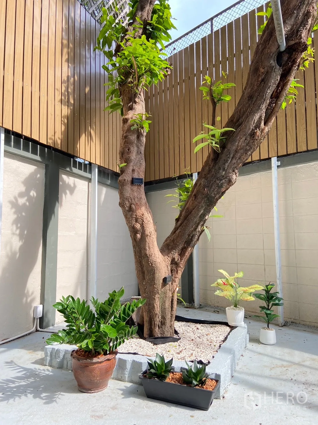 Home Office for rent in Watthana, Bangkok - Landscaped courtyard with a mature tree, potted plants and a wood slat privacy fence.