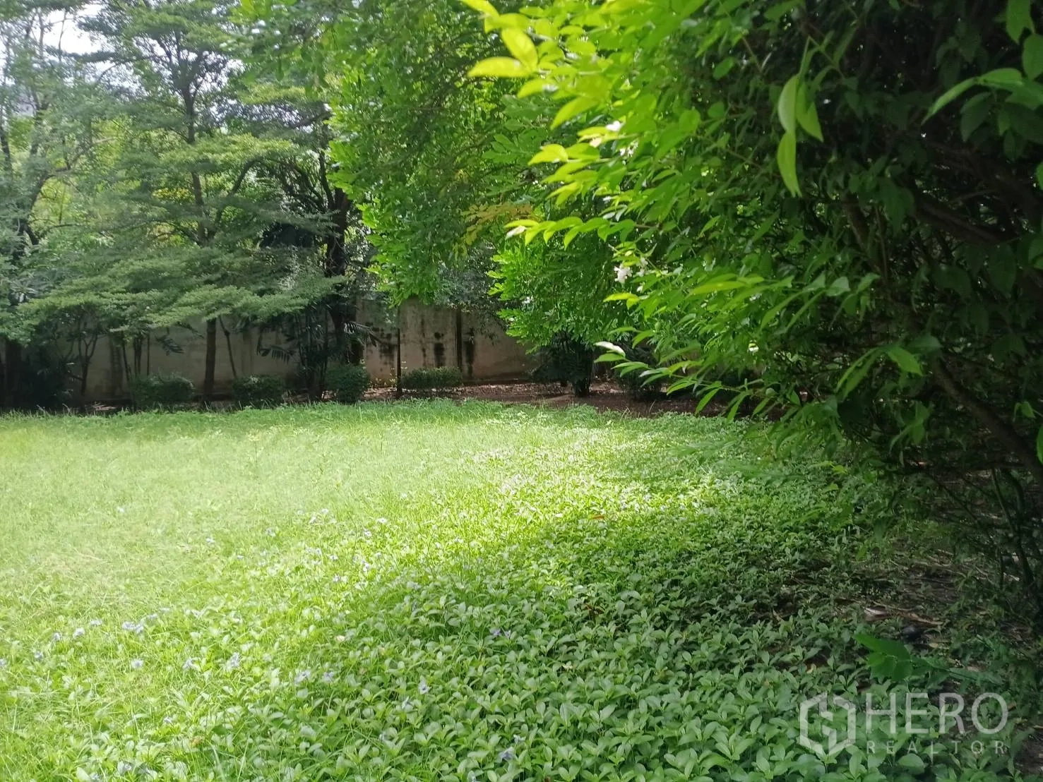 Detached House for sale in Watthana, Bangkok - Expansive green lawn bordered by mature trees and hedges.