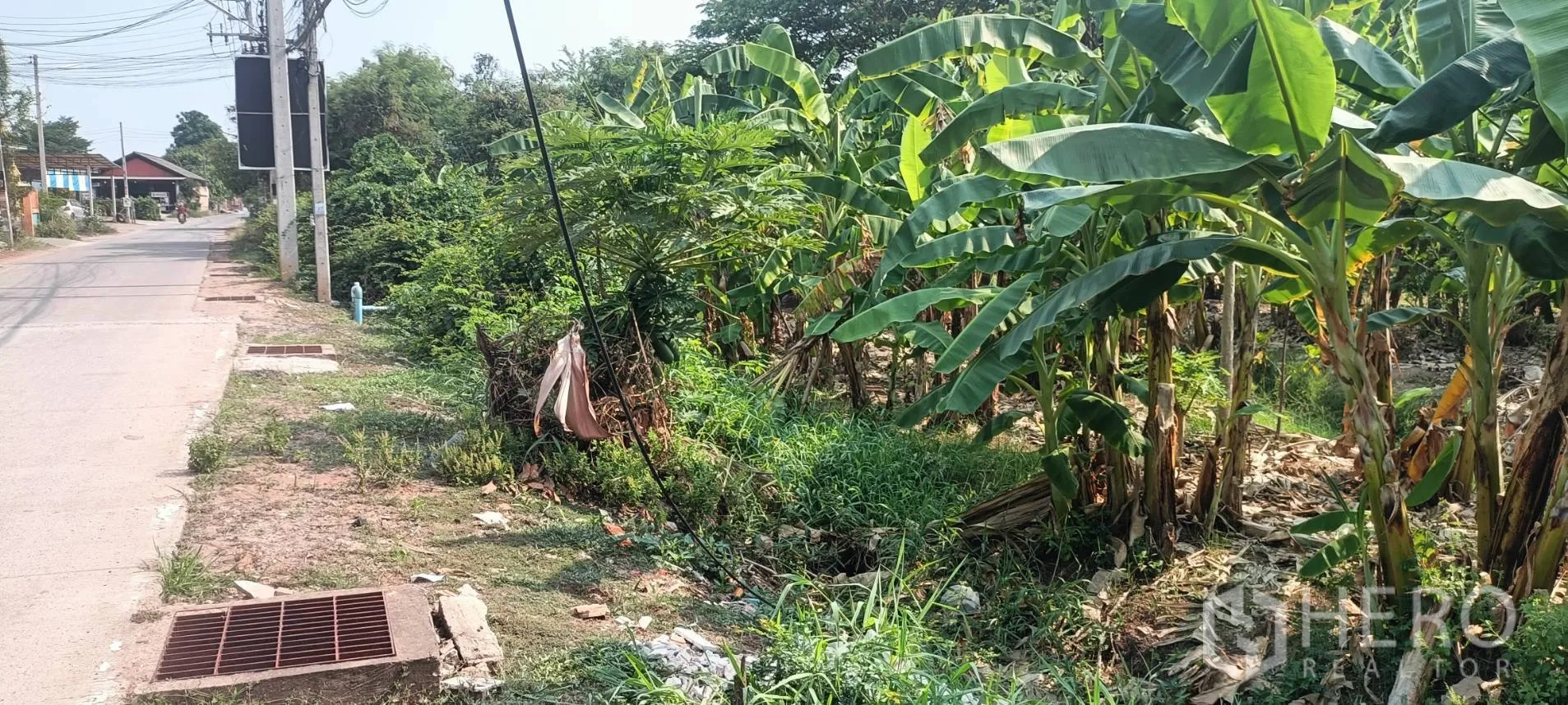Land for sale in Mueang Nakhon Ratchasima, Nakhon Ratchasima - Roadside drainage and easy access next to mature banana trees on a level land plot.