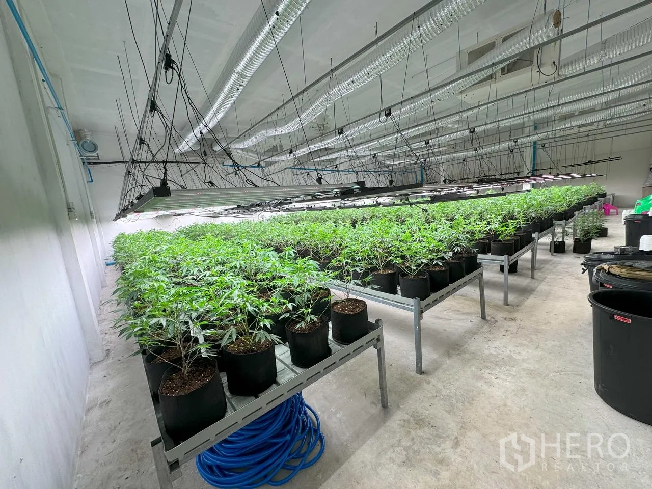 Warehouse for rent in Mueang Pathum Thani, Pathum Thani - Grow room with rows of potted plants on benches under LED lights and ducted ventilation.