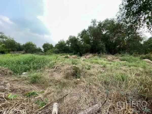 Land for sale in Lam Luk Ka, Pathum Thani - Natural field with mixed green and dry vegetation beside dense trees in Lam Luk Ka, Pathum Thani.