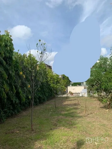 บ้าน ให้เช่าในKhlong San, Bangkok - สนามหญ้าหลังบ้านลึก มีต้นไม้ปลูกใหม่และแนวรั้วต้นไม้สูง