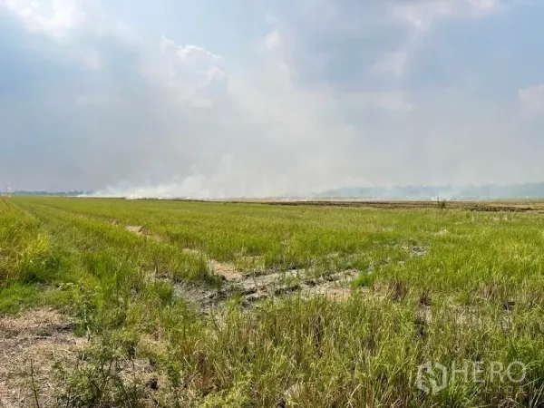 Land for sale in Pathum Thani - Wide, flat green field in Lam Luk Ka with open sky and a farm track.