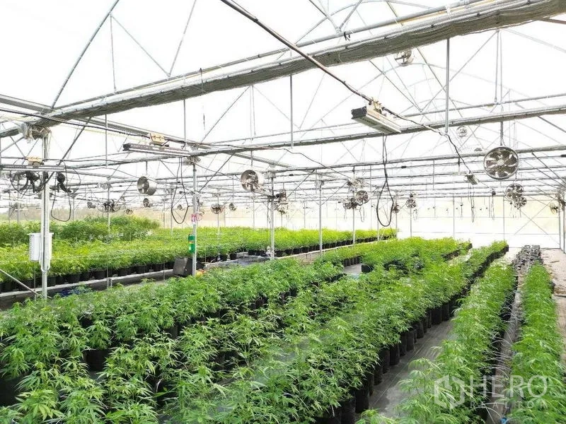 ที่ดิน ให้เช่าในNakhon Pathom - ภายในโรงเรือนระบบควบคุมสภาพอากาศ มีต้นกัญชาปลูกในกระถาง เรียงแถว พร้อมไฟ LED และพัดลมระบายอากาศ