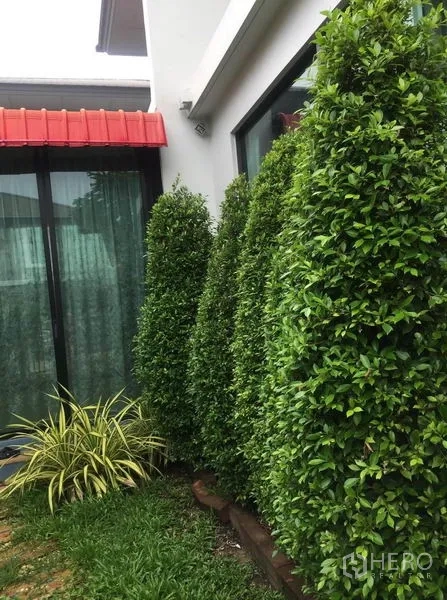 Detached House for sale in Pak Kret, Nonthaburi - Landscaped side garden with neatly trimmed topiary hedges beside large windows.