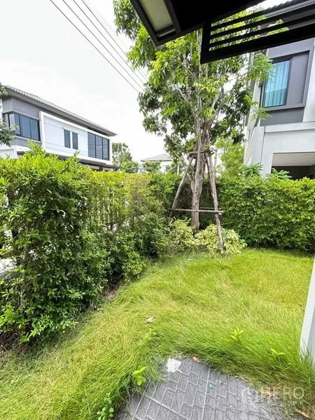 Detached House for rent in Khlong Sam Wa, Bangkok - Front garden corner with lush hedges and a young tree beside modern neighboring homes