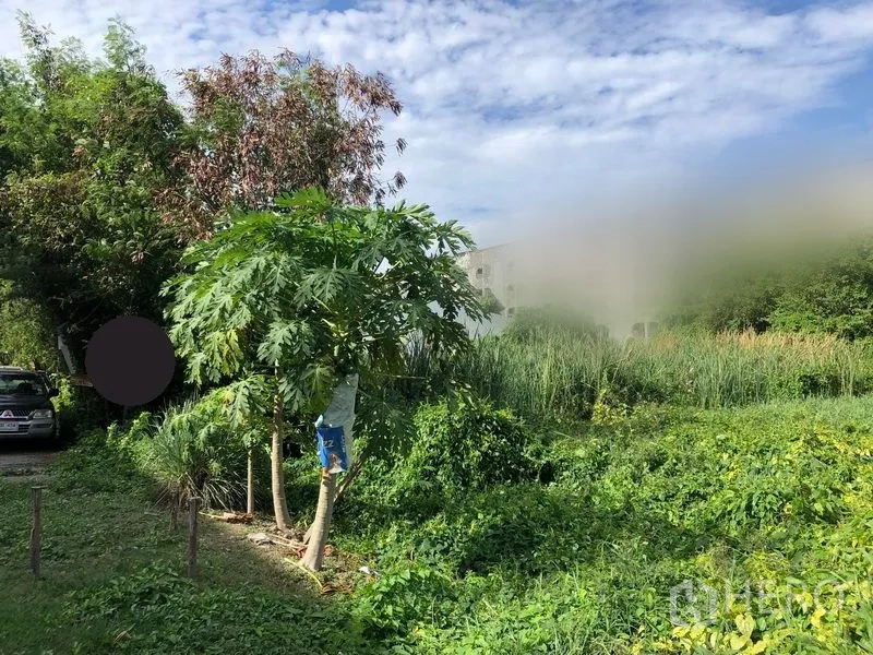 ที่ดิน ขายในPathum Thani - แปลงที่ดินว่างสีเขียว มีต้นมะละกอและหญ้าขึ้นสูง ติดทางสาธารณะในธัญบุรี