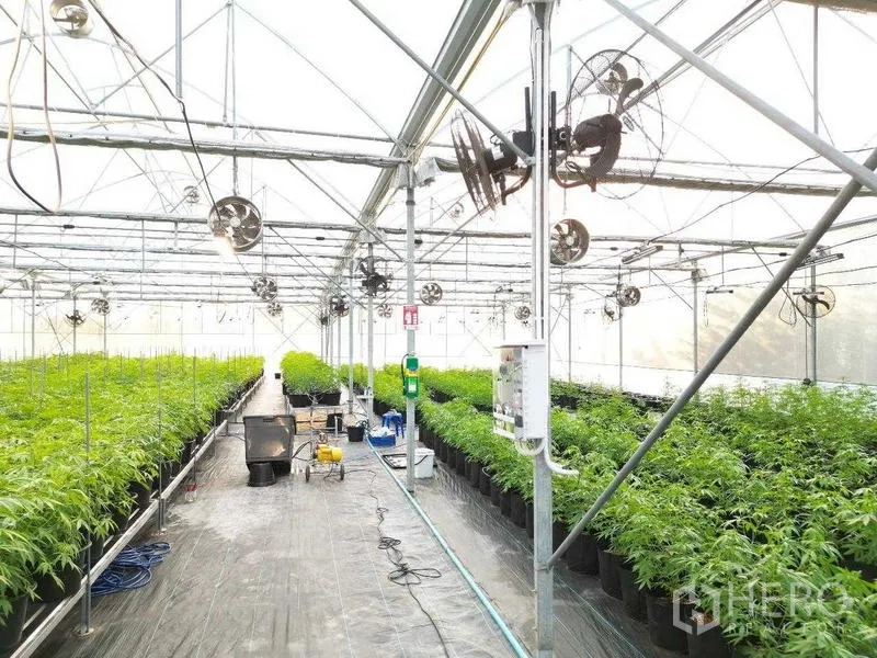 ที่ดิน ให้เช่าในNakhon Pathom - ทางเดินกลางโรงเรือน พร้อมอุปกรณ์ สายไฟ พัดลม และแถวกระถางต้นไม้โตเต็มวัย