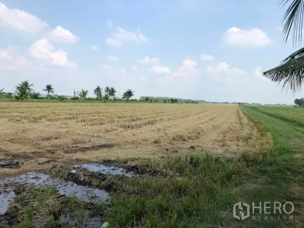 Land for sale in Lam Luk Ka, Pathum Thani - Expansive agricultural land with shallow irrigation puddles and a grassy boundary lined with palms.