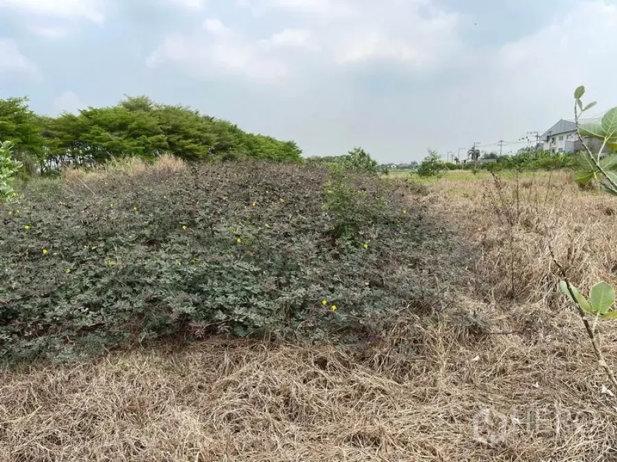 Land for sale in Lam Luk Ka, Pathum Thani - Open land in Lam Luk Ka with low shrubs, dry grass and a tree line, with distant houses and power lines under a cloudy sky.