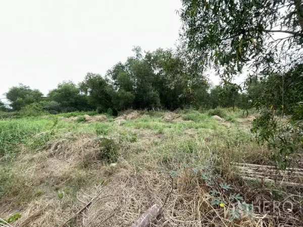 ที่ดิน ขายในLam Luk Ka, Pathum Thani - พื้นดินปรับบางส่วนข้างแนวต้นไม้ธรรมชาติ