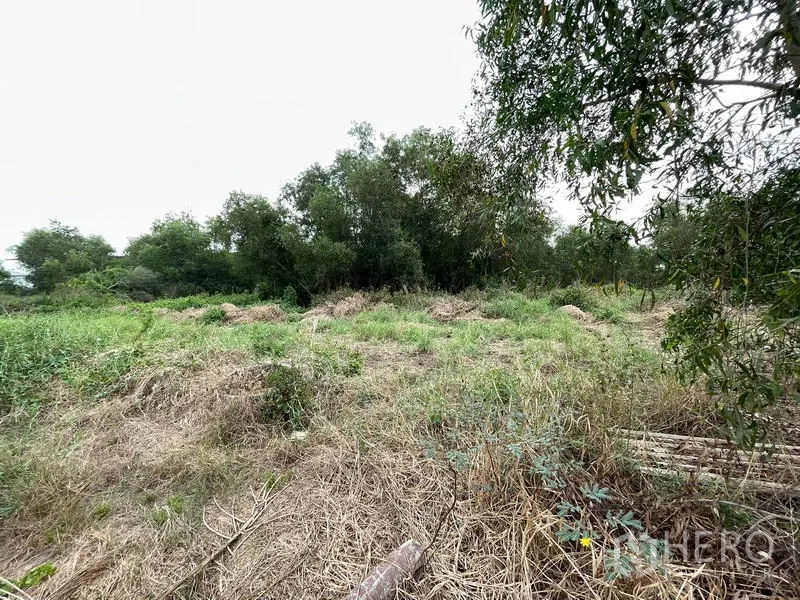 ที่ดิน ขายในLam Luk Ka, Pathum Thani - พื้นดินปรับบางส่วนข้างแนวต้นไม้ธรรมชาติ