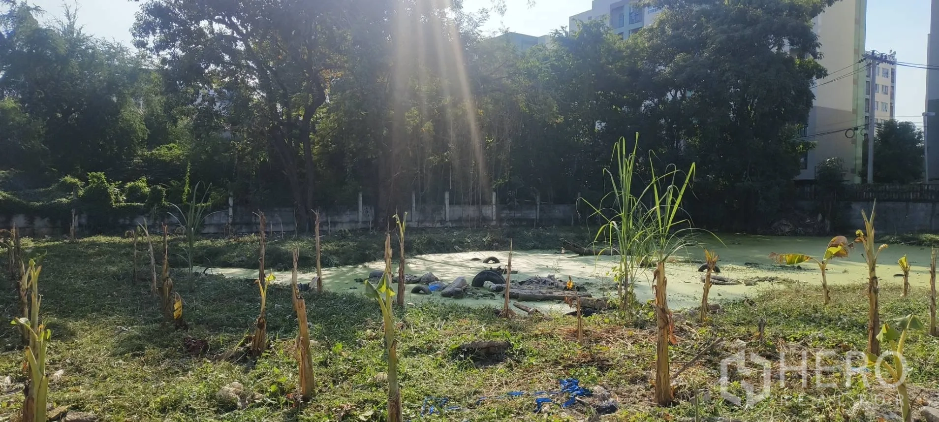 Land for sale in Mueang Samut Prakan, Samut Prakan - Open ground with saplings facing a pond and a tree-lined fence with low-rise buildings.