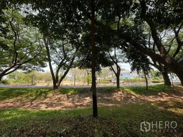 Land for sale in Khlong Luang, Pathum Thani - Mature canopy casting dappled light over a grassy verge with homes in the background.