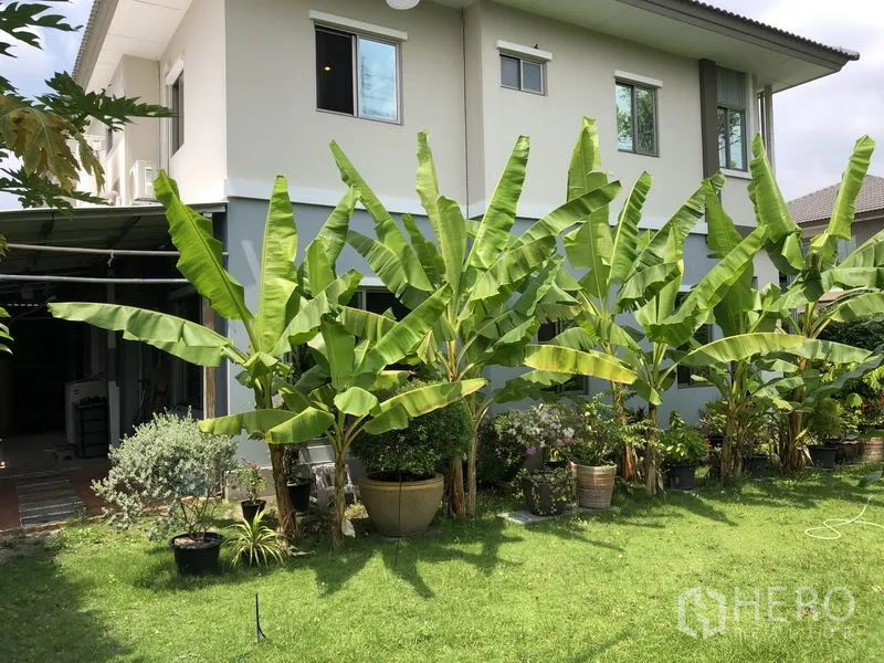 บ้าน ให้เช่าในSuan Luang, Bangkok - ด้านข้างตัวบ้านเรียงรายด้วยต้นกล้วยและกระถางต้นไม้บนสนามหญ้า