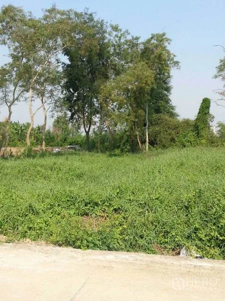 Land for rent or sale in Khlong Toei, Bangkok - Level green vacant land with mature trees and clear frontage on a paved lane.